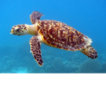 Save the turtles of the sea