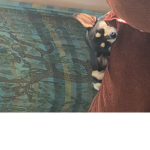 Mimi Lala