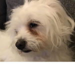 Lola the dog Fan group