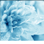 blue_flower