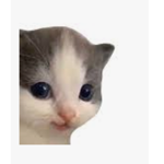 Fangroupisforfree