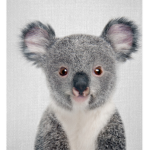 aesthetic koala's
