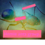 Homie ants group