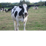 Cows RULE!!!!