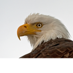 Oakland aveanue Eagles!