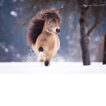dream.ponys.xx