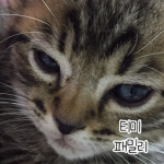 티미패밀리