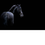 The Lucky horse academy
