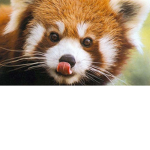 The official save the red pandas group