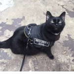 security dog thats a cat