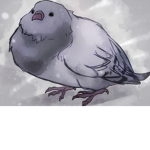PiGeonY’s fan club