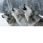 Wolfy hang