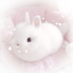 sugar bunnies !