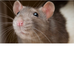 Rat Fan Group, If You Love Rats Join This Group.