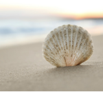 Seashell.stars