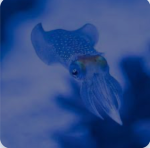 Squid are cute