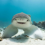 Great white sharksssss!
