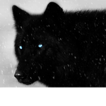 Running with the wolves