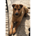 The Icon Is My Dog
