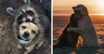 AnimalLove!