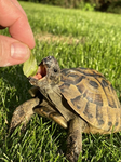 Royal kawaii turtle