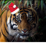 TigerTJNation