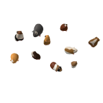 Guinea Pig Dream Team
