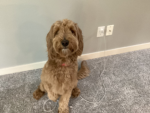 Cookie’s hang out