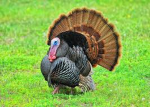 The gobbler’s