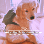 Aesthetic Exploration
