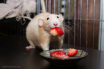 The ratty tatty kingdom