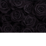 Black_bb_roses..