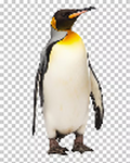 Pengtatoes Studio
