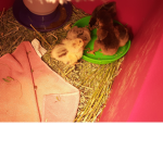 Animals_for_peace