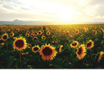 HoneyxSunflowers