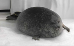 Chonk seals hard-core fans
