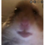 Hamster does Marshall arts