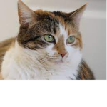 Epic Cats group
