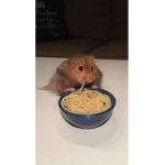 Weaird hamsters:3