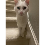 littlegrey