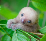 Sussy_Sloth