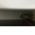 hunter monster