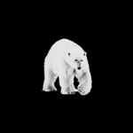 polar T"s