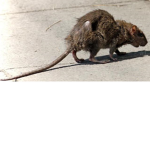 Elite Rat Community