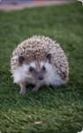 Honoras hedgehogs<3
