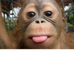 the monke hangout