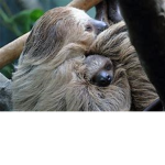 le sloths :)