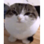 Wawa cat.