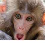 It’s Da Monkey Gang