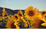 SunFlower Sunset Love